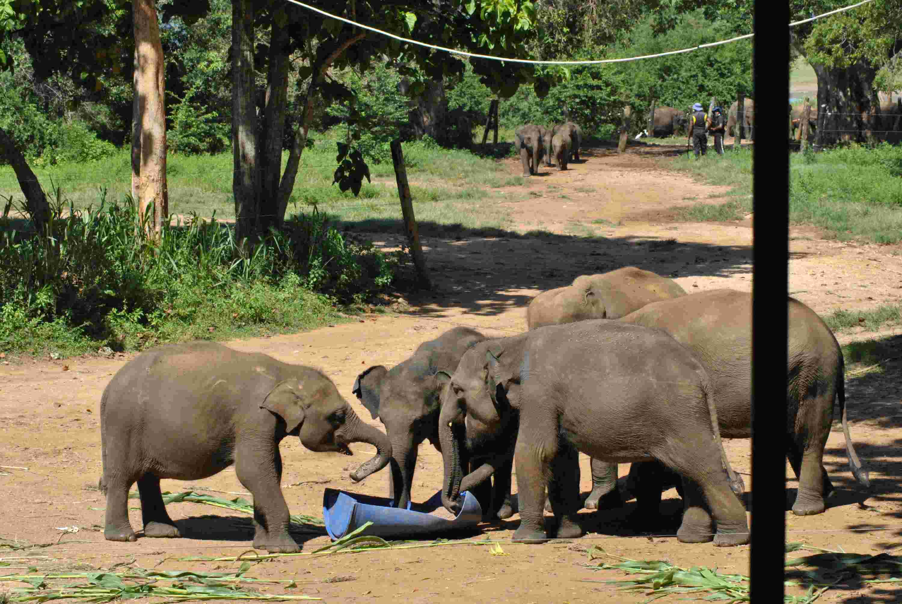 Elephant - Wildlife photography by Upul Dunuhinga